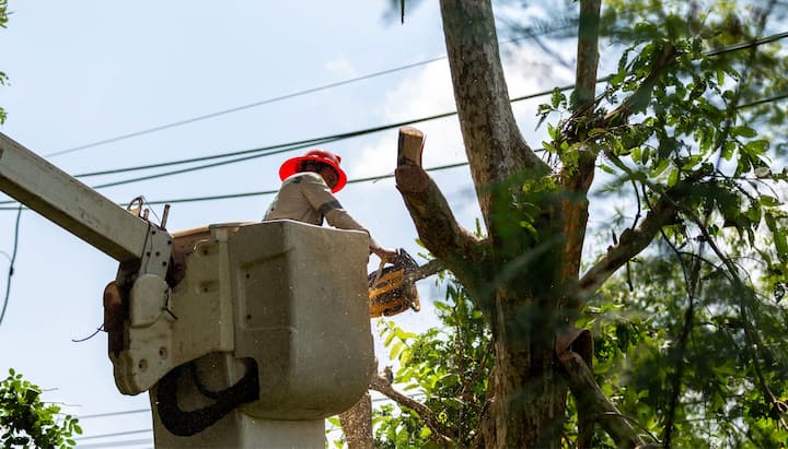 A tree care and maintenance worker in Gainesville, FL. wearing orange safety hat