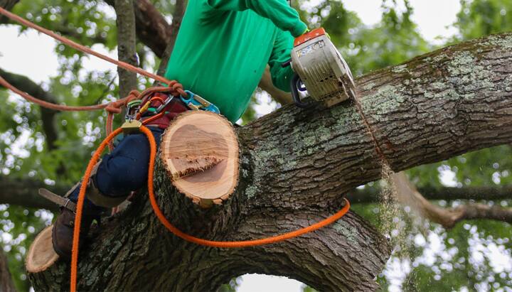 A tree trimming consultant inGainesville, FL.