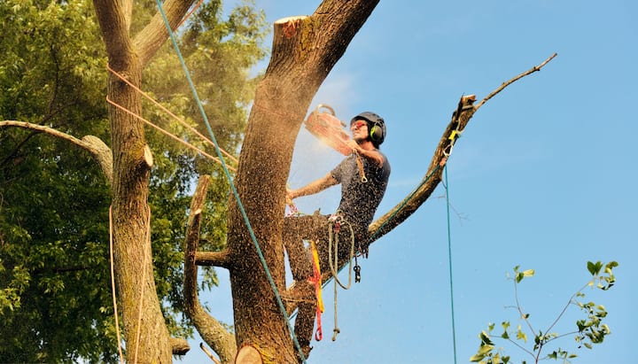 A tree removal professional wears safety goggles in Gainesville, FL..