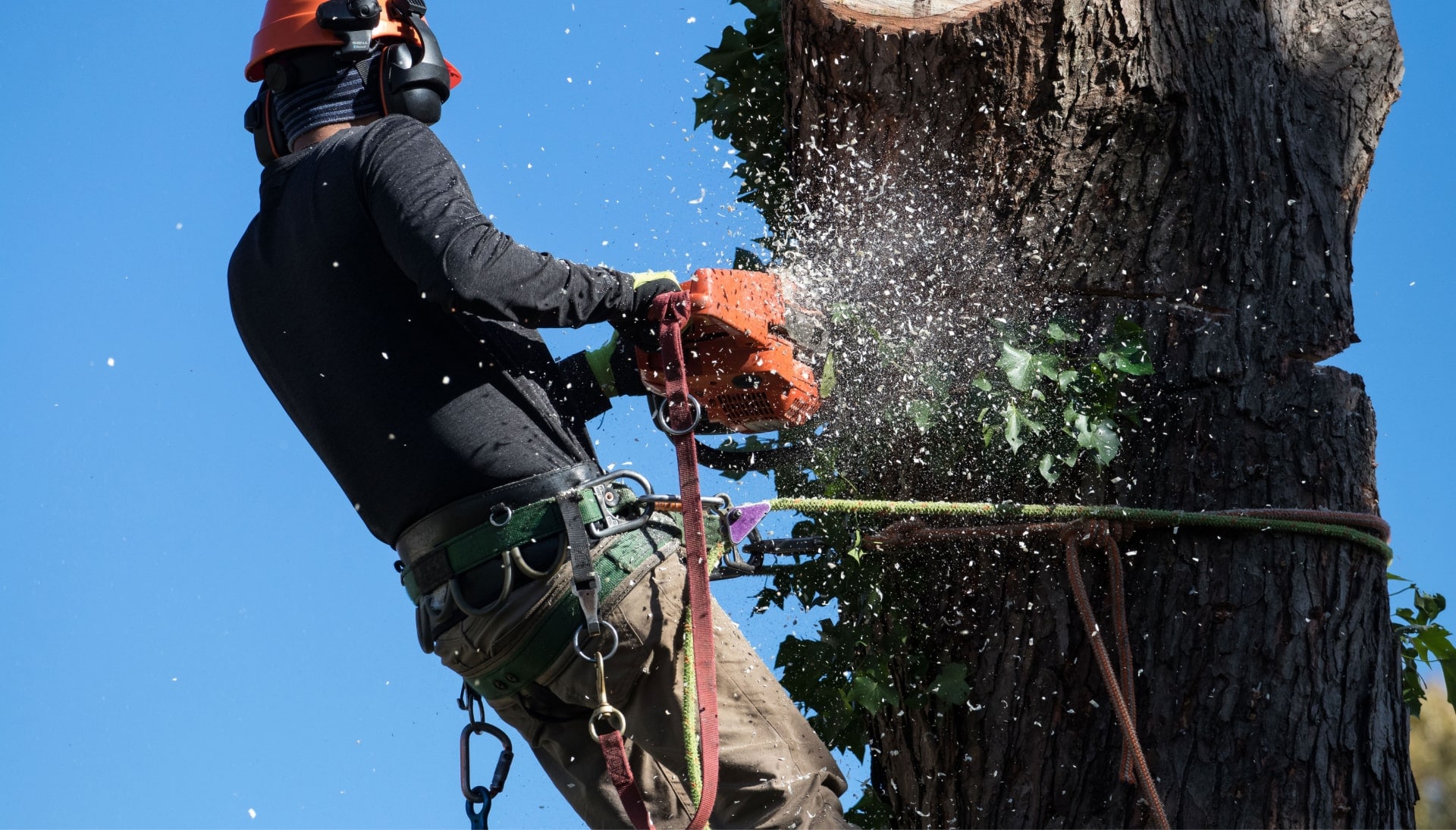 A tree removal expert is high in tree to cut down stump in Gainesville, FL
