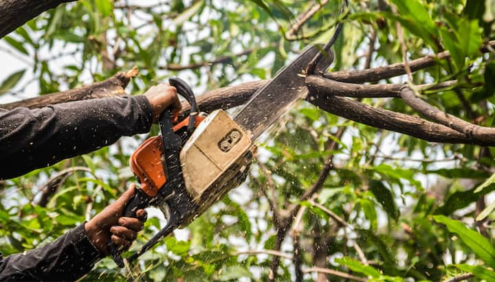 (c) Treeremoval-gainesville.com